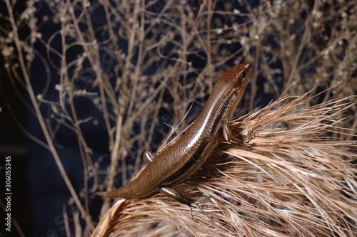 Southeastern Five-Lined Skink (Plestiodon Inexpectatus) photo