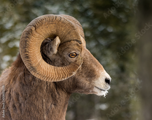 Fototapeta Rocky Mountains Bighorn sheep