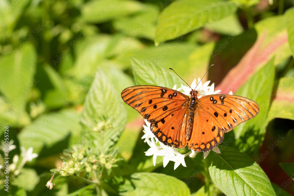 Orange butterfly on a white flower Orange butterfly on a white flower