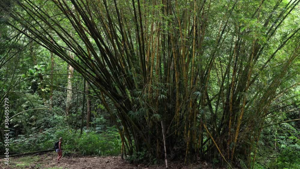 Woman Walking Underneath Giant Bamboo Woman Walking Underneath Giant Bamboo