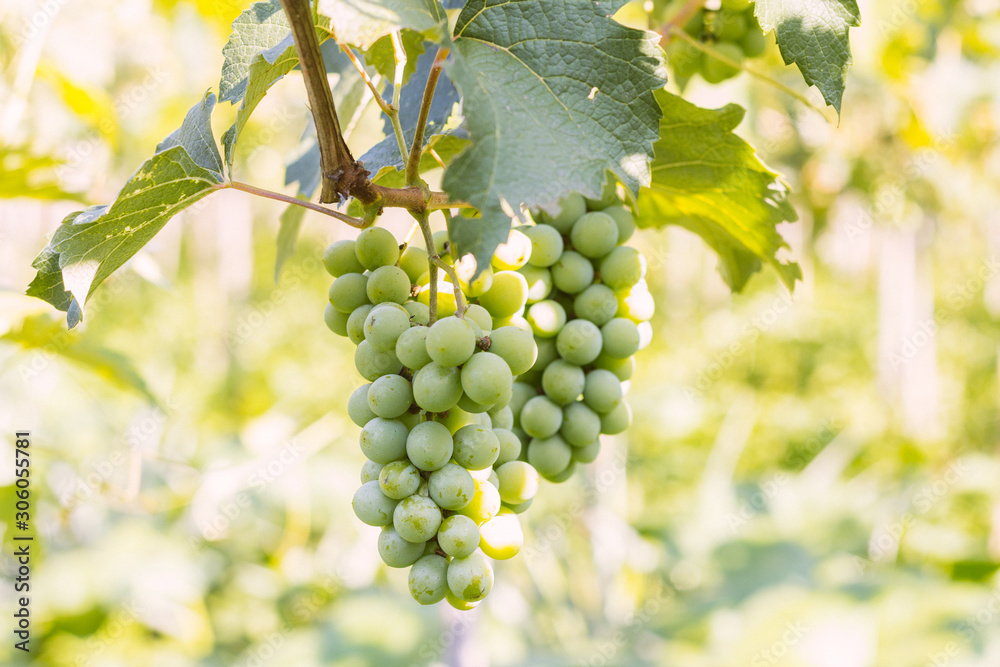 Bunch of green grapes on the farm vine - Agroecology Concept - Organic and Healthy Food