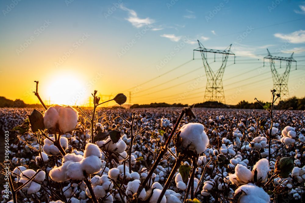Cotton Field at Sunset