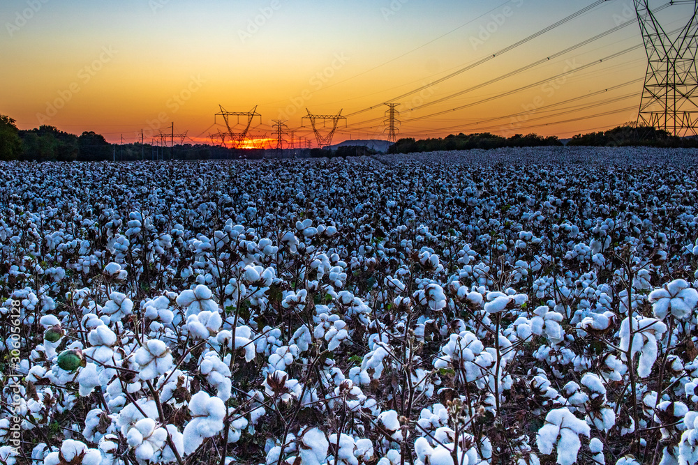 Cotton Field at Sunset