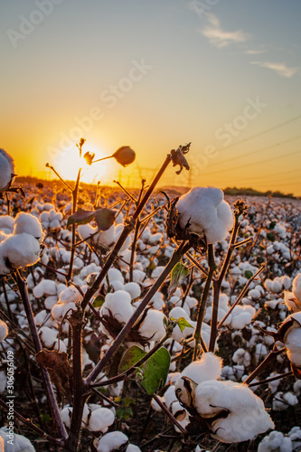 Cotton Field at Sunset