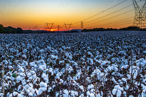 Obraz na płótnie Cotton Field at Sunset w salonie