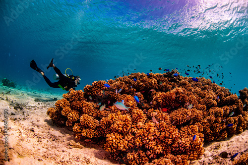 A diver exploring a coral reef in Tonga photo