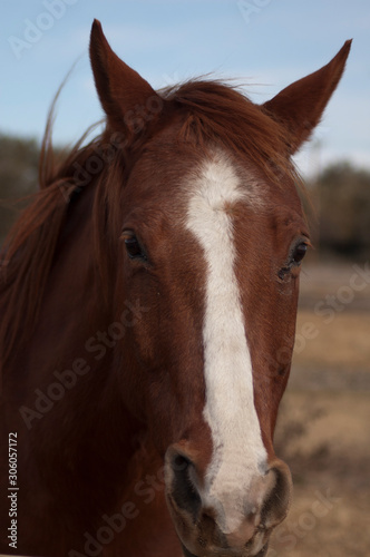 California ranch horses at a riding stable. A stock horse is well suited for working with livestock, particularly cattle. A horse used for ranch work or for competition. Big bodied ranch gelding. © janine