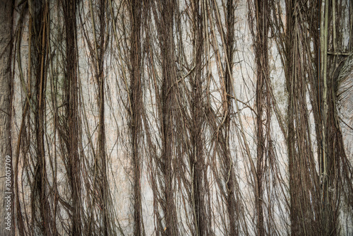 background of tree root cov...