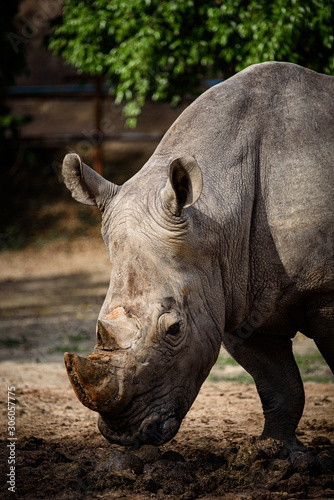 Northern White Rhino with Southern White Rhino  Kenya