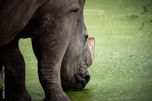 Northern White Rhino with S...