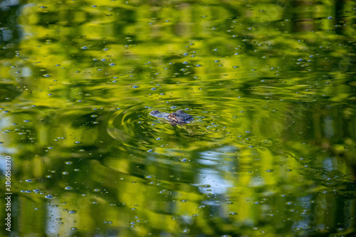 A small alligator swimming in green water with only its head peaking above the water