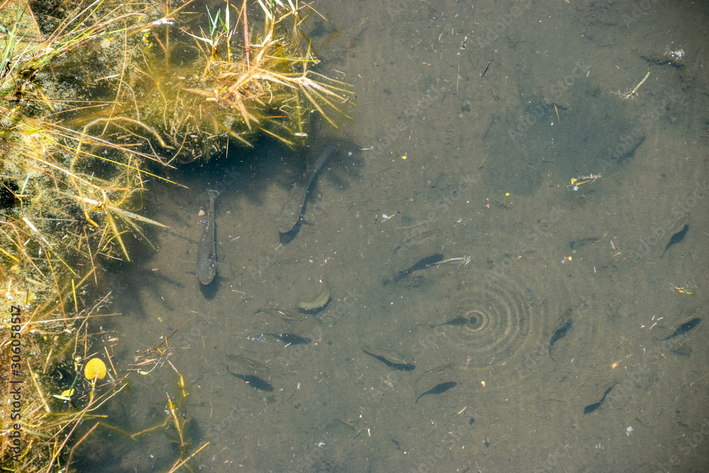 A school of minnows swimming in a small pool of water Stock Photo