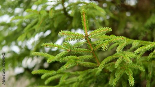 Fir Tree Branches Up Close