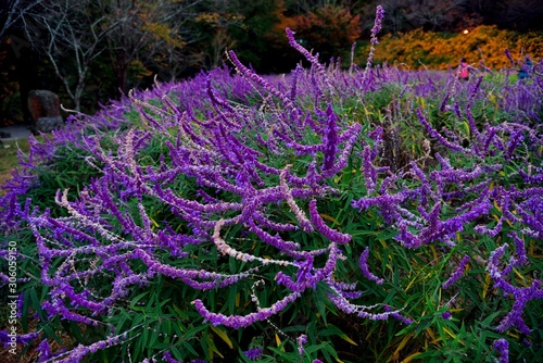 Mexican sage (Salvia divinorum) at Wuling Farm, Taiwan