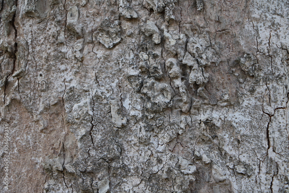 bark of a tree bark of a tree