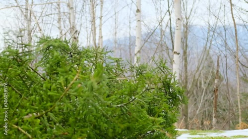 Fir Tree Falling Over - Christmas Tree Harvest Slomo