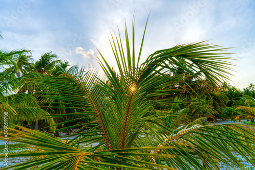 View of nice tropical beach with some palms