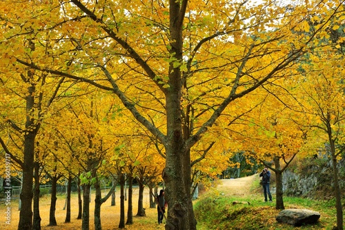 Ginkgo biloba  is an autumn background of yellow leaves