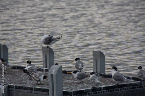Swan bay