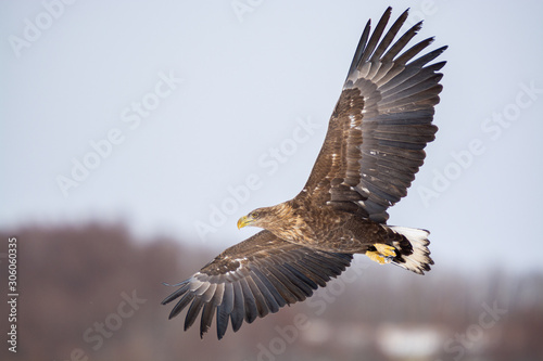 Eagles at Kushiro Hokkaido Japan