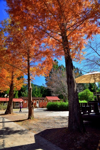 Colorful winter Bald Cypress tree,(Wuling Farm in Taichung,Taiwan)