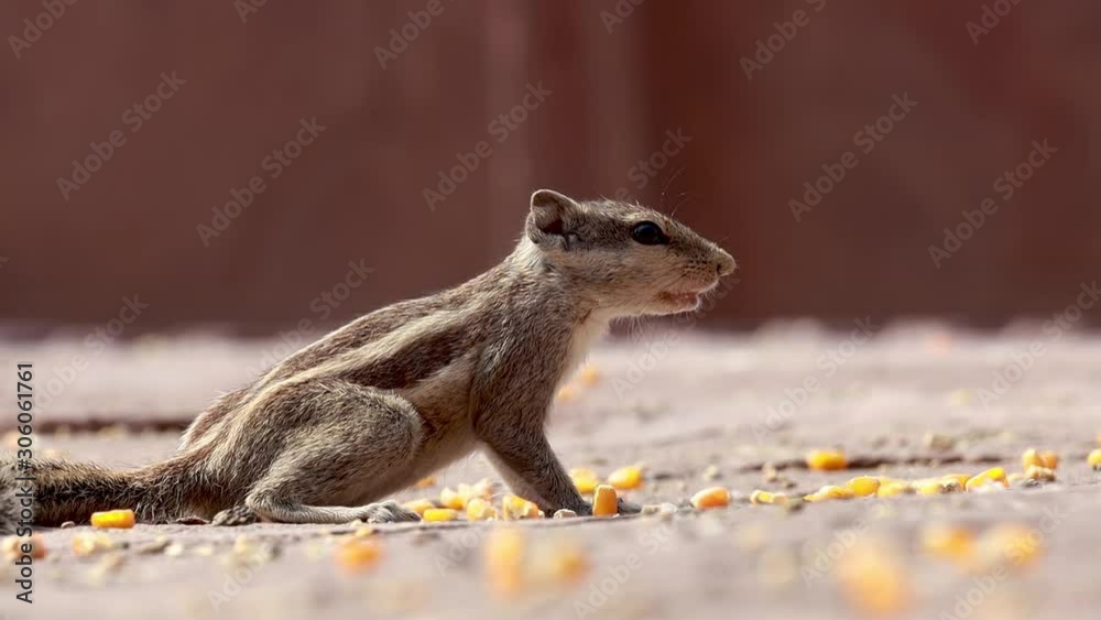 Indian palm squirrel or three-striped palm squirrel (Funambulus palmarum) is a species of rodent in the family Sciuridae found naturally in India (south of the Vindhyas) and Sri Lanka. Indian palm squirrel or three-striped palm squirrel (Funambulus palmarum) is a species of rodent in the family Sciuridae found naturally in India (south of the Vindhyas) and Sri Lanka.