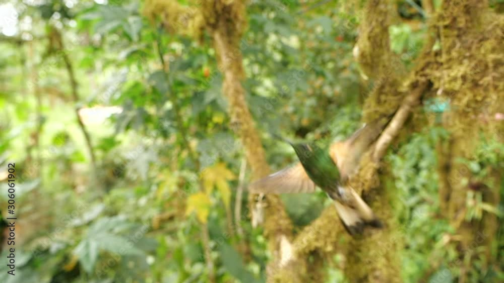 Buff-tailed coronet (Boissonneaua flavescens) hummingbird, hovering, slow motion. In humid montane rainforest on the western slopes of the Andes near Mindo, Ecuador Buff-tailed coronet (Boissonneaua flavescens) hummingbird, hovering, slow motion. In humid montane rainforest on the western slopes of the Andes near Mindo, Ecuador