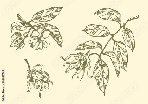 Set of ylang ylang branches and flowers on yellow background. Hand drawn botanical illustration with brown contour lines in vector.