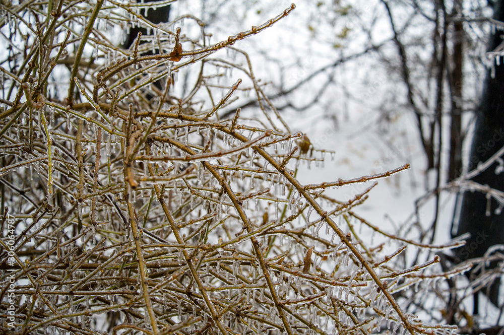 Ice covered tree branches after a freezing rain in Ontario, Canada Ice covered tree branches after a freezing rain in Ontario, Canada