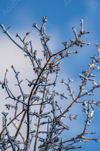 Ice covered tree branches after a freezing rain in Ontario, Canada