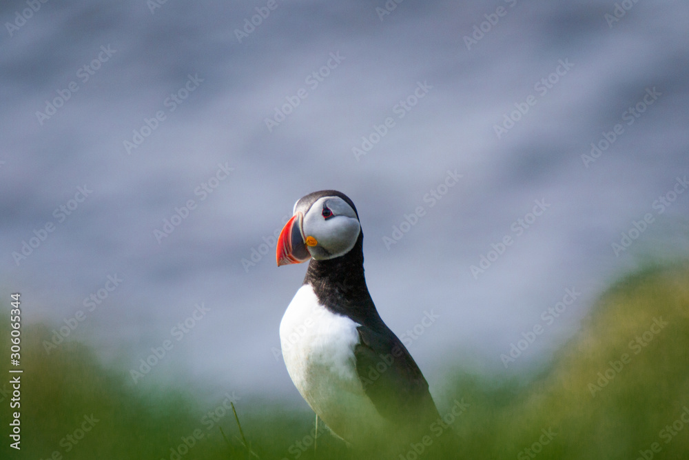Close up/detailed portrait view of head of Arctic or Atlantic Puffin bird with orange beak. White background. Latrabjarg cliff, Westfjords, Iceland Close up/detailed portrait view of head of Arctic or Atlantic Puffin bird with orange beak. White background. Latrabjarg cliff, Westfjords, Iceland
