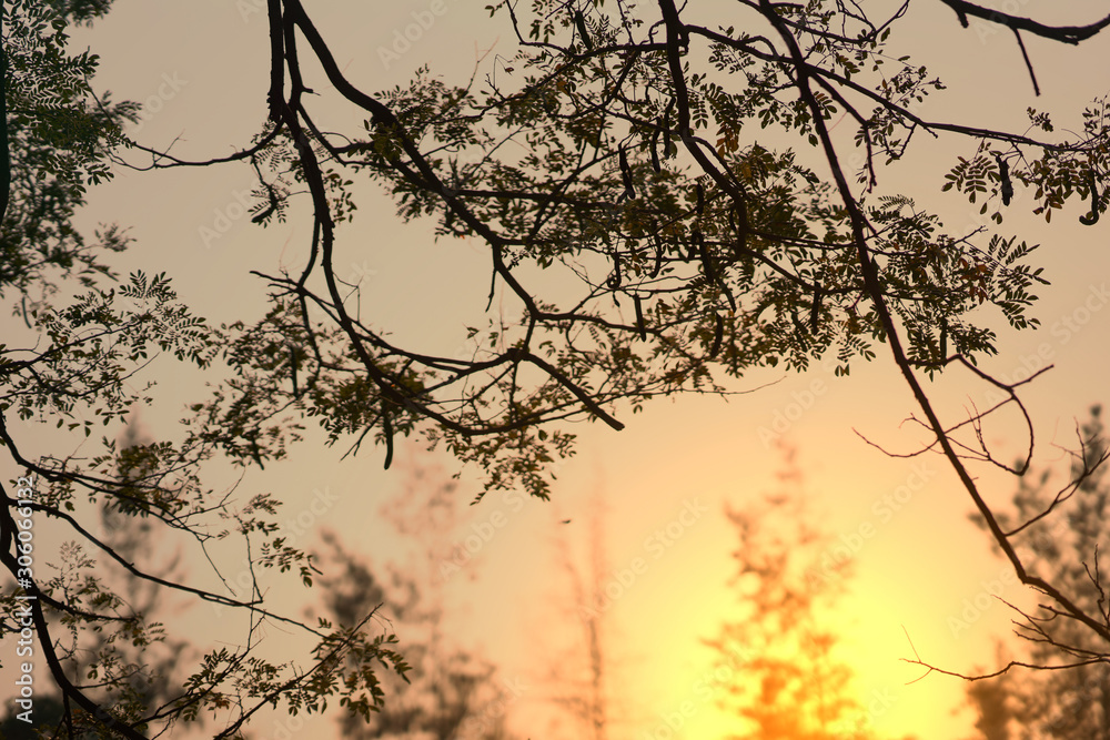 Branches bush tree on sky sun flare background Branches bush tree on sky sun flare background