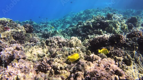 Tropical Fish Swimming In Coral Reef