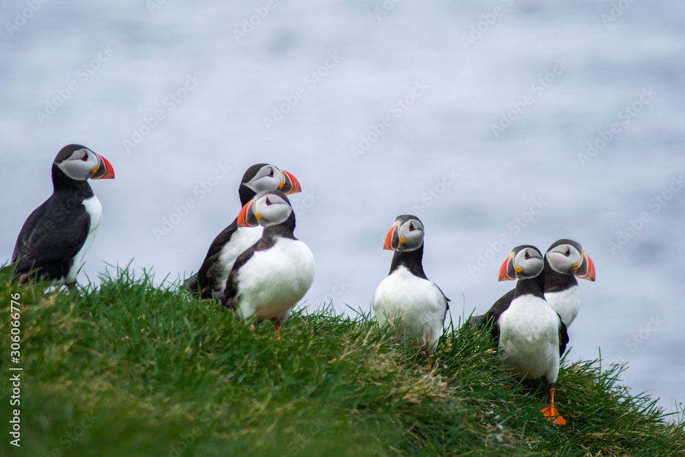 Fototapeta premium Close up/detailed portrait view of group of Arctic or Atlantic Puffins bird with orange beaks. Blue water color background. Latrabjarg cliff, Westfjords, Iceland. Popular tourist attraction in summer.