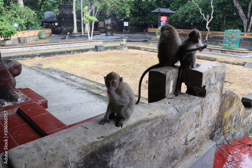 A beautiful view of Alas Kedaton Monkey Forest in Bali, Indonesia. photo