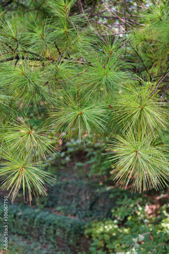 Conifer  long green needles close-up