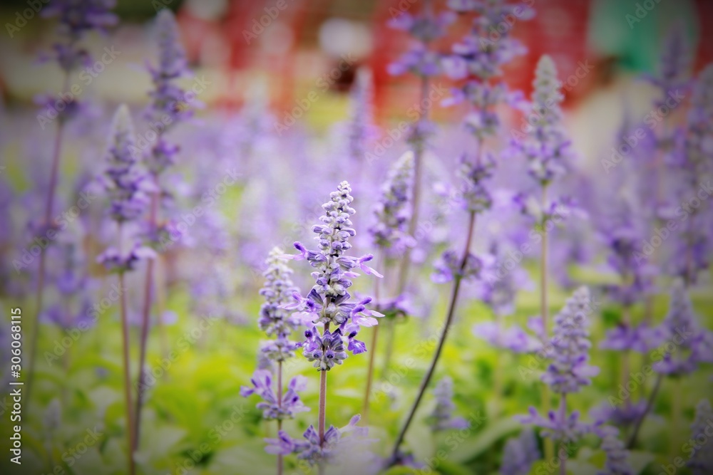 Obraz premium purple flowers in the garden