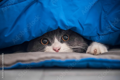 British shorthair cat hiding under the quilt and looking out