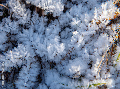  Frozen moisture on the plants turned into bizarre snowflakes.