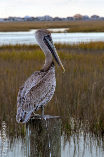 A brown pelican is unafraid of humans in the low country of South Carolina, a shore bird paradise.