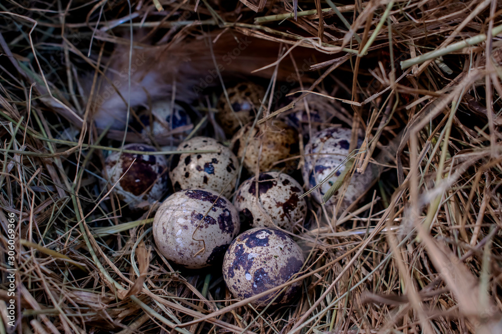 Quail eggs. Quail eggs.