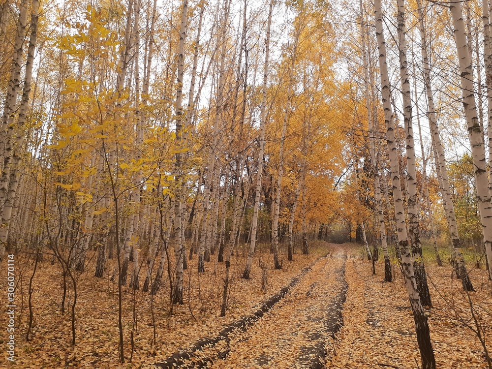 road strewn with leaves in the autumn forest road strewn with leaves in the autumn forest