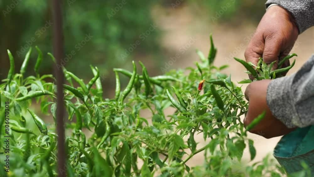 many chilli tree in south of thailand many chilli tree in south of thailand