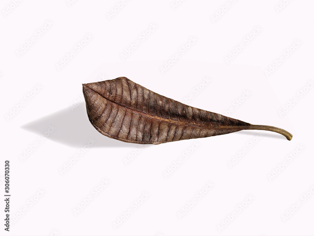 Phumeria leaves isolated on white background, Tree leaves isolated, Phumeria leaves isolated on white background, Tree leaves isolated,
