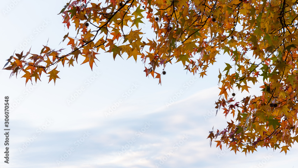 紅葉と空 紅葉と空