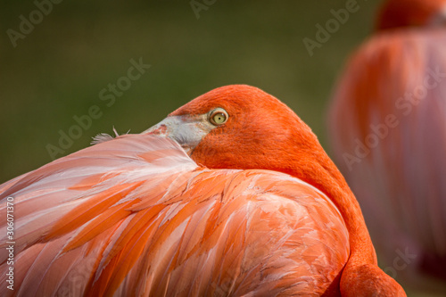 American flamingo in a zoo in Hawaii 