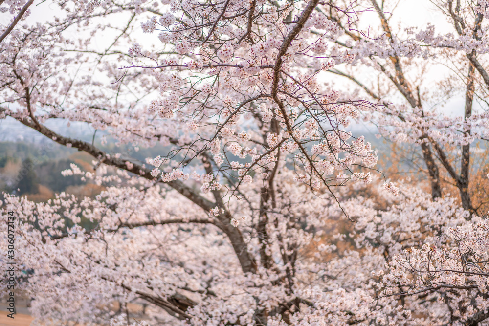 close up marco full bloom cherry blossom beauiful Sakura tree at japan cherry blossom forecast pink asian flower perfect season to travel and enjoy japanese culture idea long weekend holiday relax close up marco full bloom cherry blossom beauiful Sakura tree at japan cherry blossom forecast pink asian flower perfect season to travel and enjoy japanese culture idea long weekend holiday relax