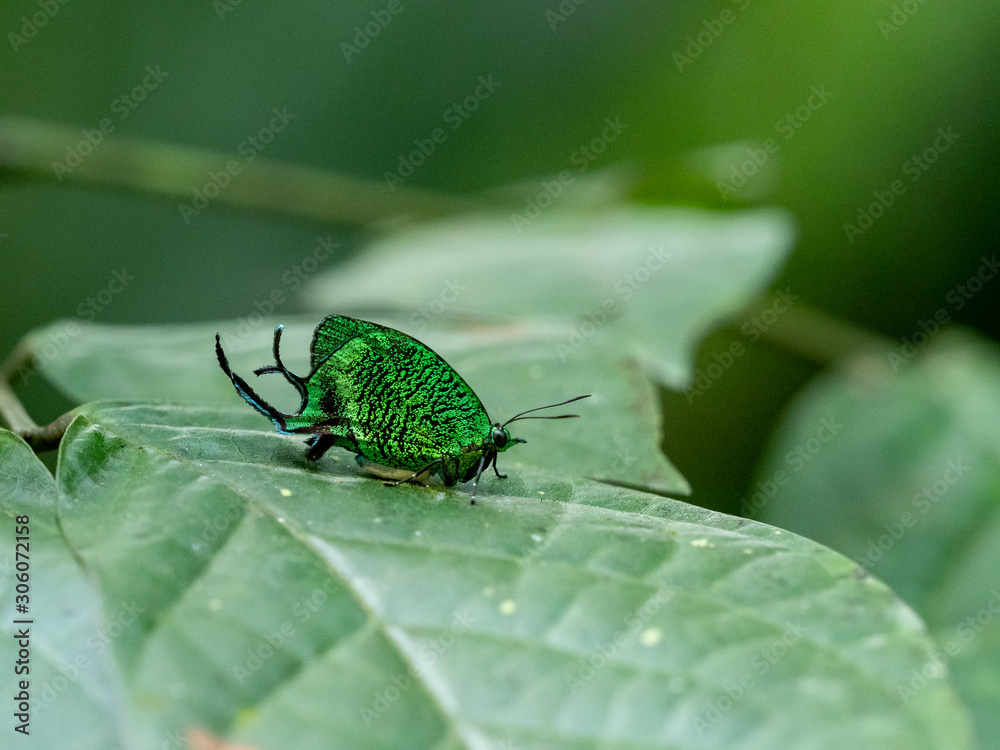 Naklejka premium 森の宝石（クジャクシジミ）
