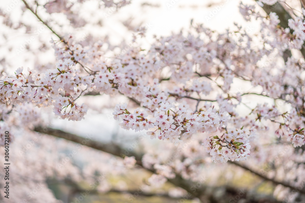 close up marco full bloom cherry blossom beauiful Sakura tree at japan cherry blossom forecast pink asian flower perfect season to travel and enjoy japanese culture idea long weekend holiday relax close up marco full bloom cherry blossom beauiful Sakura tree at japan cherry blossom forecast pink asian flower perfect season to travel and enjoy japanese culture idea long weekend holiday relax