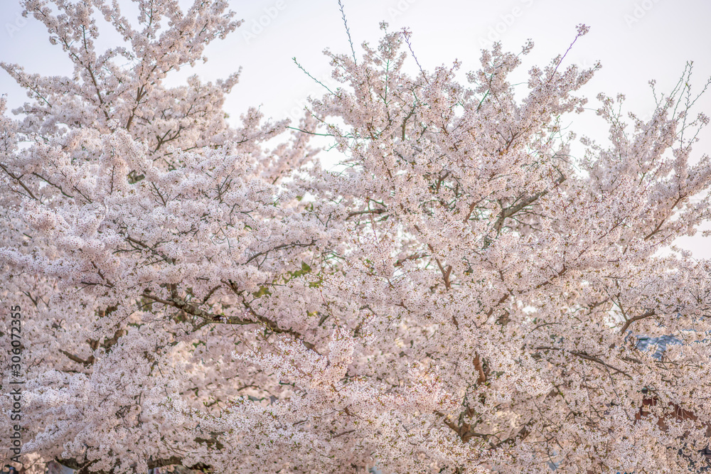 close up marco full bloom cherry blossom beauiful Sakura tree at japan cherry blossom forecast pink asian flower perfect season to travel and enjoy japanese culture idea long weekend holiday relax close up marco full bloom cherry blossom beauiful Sakura tree at japan cherry blossom forecast pink asian flower perfect season to travel and enjoy japanese culture idea long weekend holiday relax
